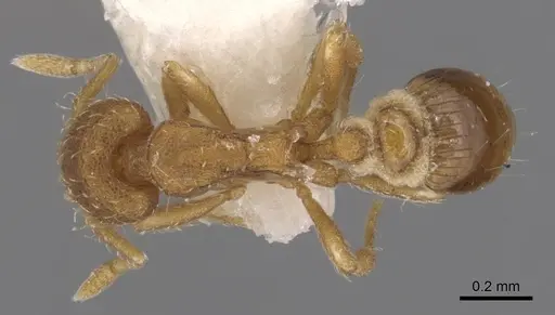 Strumigenys metazytes - CASENT0900169