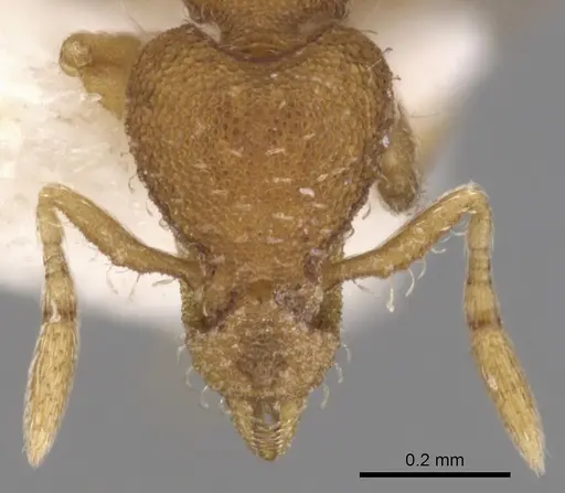 Strumigenys metazytes - CASENT0900169