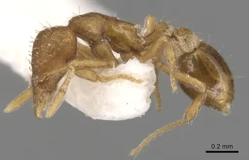 Strumigenys metazytes - CASENT0900169