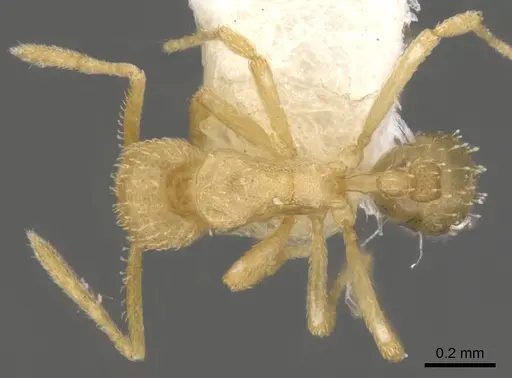 Strumigenys miccata specimen