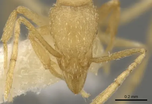 Strumigenys miccata specimen