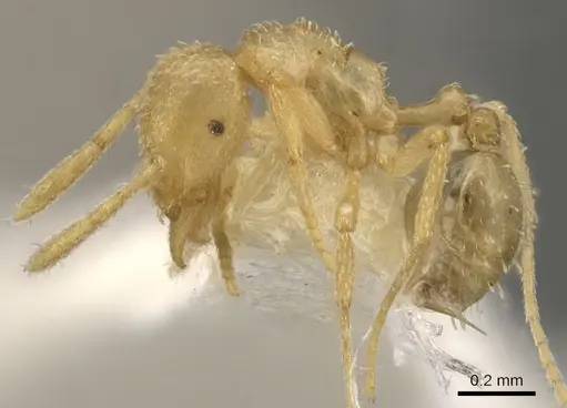 Strumigenys miccata specimen