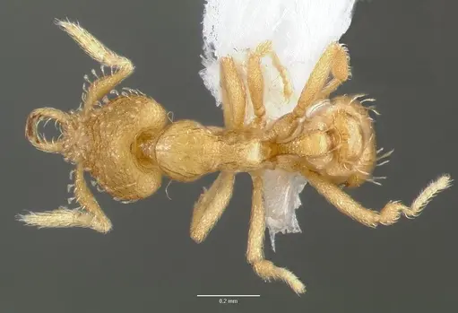 Strumigenys micrans specimen