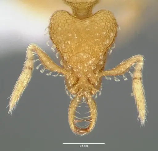 Strumigenys micrans specimen