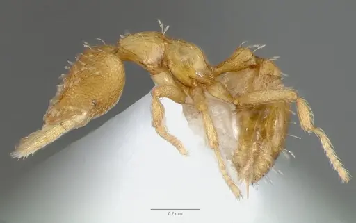 Strumigenys micrans specimen