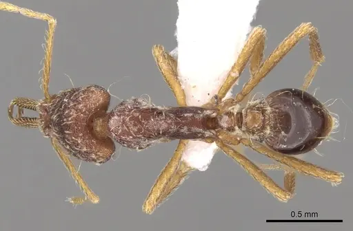 Strumigenys micretes specimen