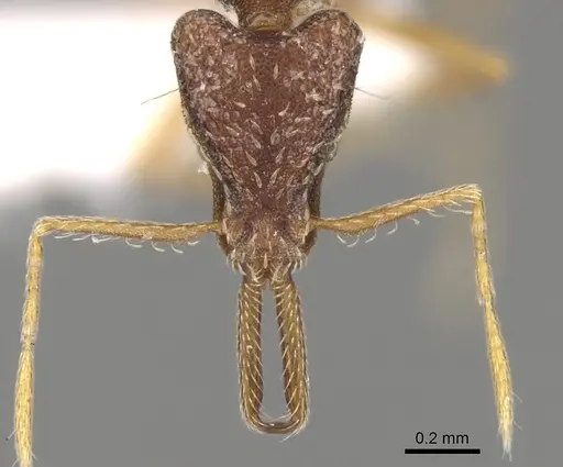 Strumigenys micretes specimen