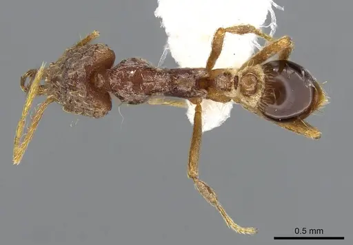 Strumigenys micretes - CASENT0914745