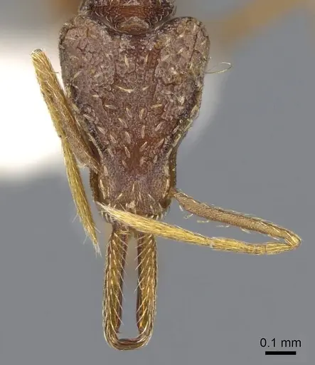 Strumigenys micretes - CASENT0914745