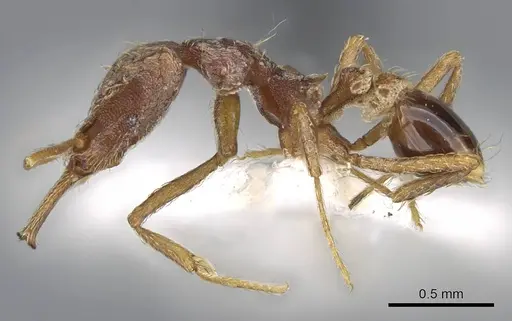 Strumigenys micretes - CASENT0914745