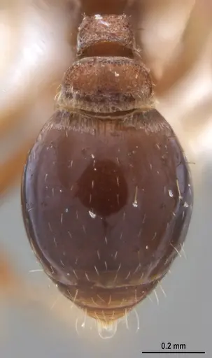 Strumigenys microthrix specimen