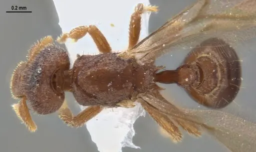 Strumigenys microthrix specimen