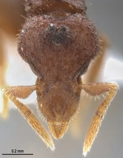 Strumigenys microthrix specimen