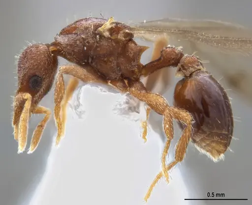 Strumigenys microthrix - ANTWEB1053694