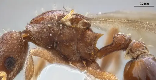 Strumigenys microthrix - ANTWEB1053694