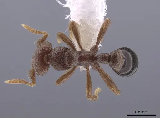 Strumigenys microthrix - CASENT0653676