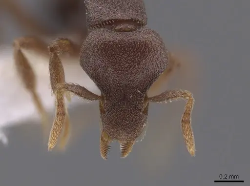 Strumigenys microthrix - CASENT0653676