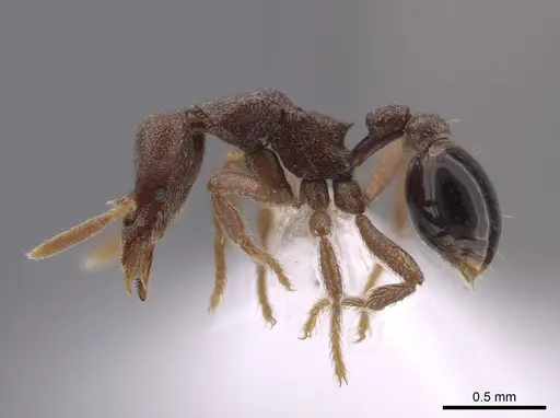 Strumigenys microthrix - CASENT0653676