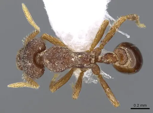 Strumigenys microthrix - CASENT0914600