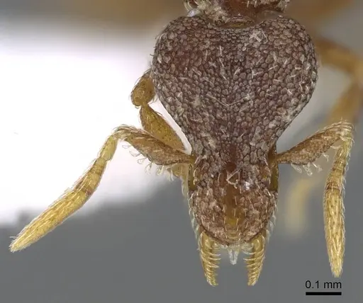 Strumigenys microthrix - CASENT0914600