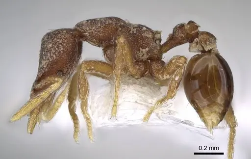 Strumigenys microthrix - CASENT0914600