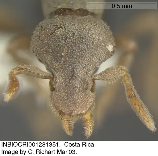 Strumigenys microthrix - INBIOCRI001281351