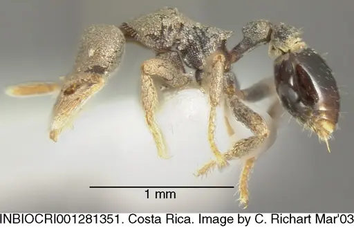 Strumigenys microthrix - INBIOCRI001281351
