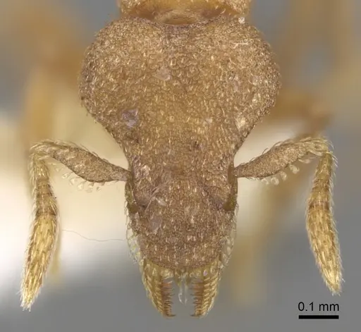 Strumigenys microthrix - INBIOCRI001283688