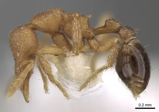 Strumigenys microthrix - INBIOCRI001283688