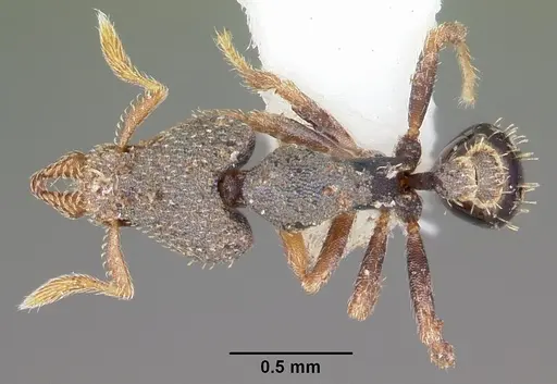 Strumigenys micrura specimen