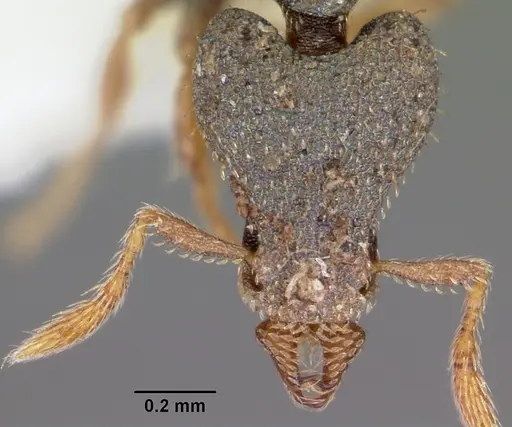 Strumigenys micrura specimen