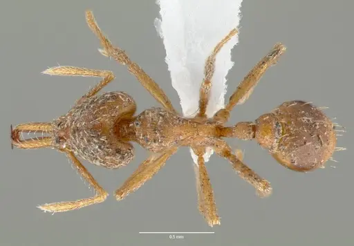 Strumigenys milae specimen