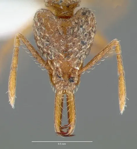 Strumigenys milae specimen