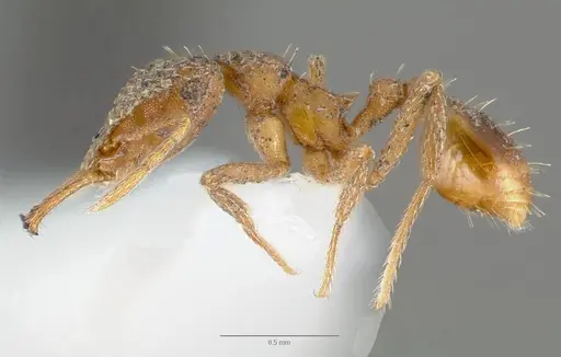 Strumigenys milae specimen