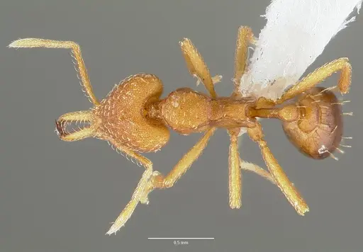 Strumigenys milae - CASENT0005604