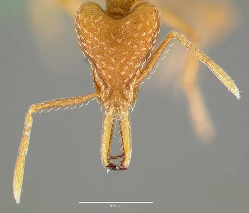 Strumigenys milae - CASENT0005604