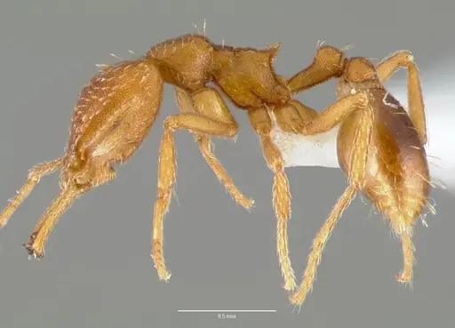 Strumigenys milae - CASENT0005604