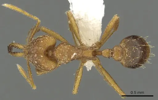 Strumigenys milae - CASENT0900709