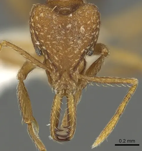 Strumigenys milae - CASENT0900709