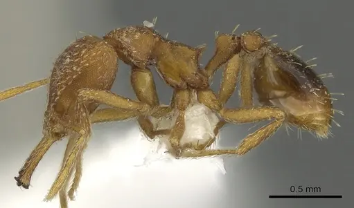 Strumigenys milae - CASENT0900709