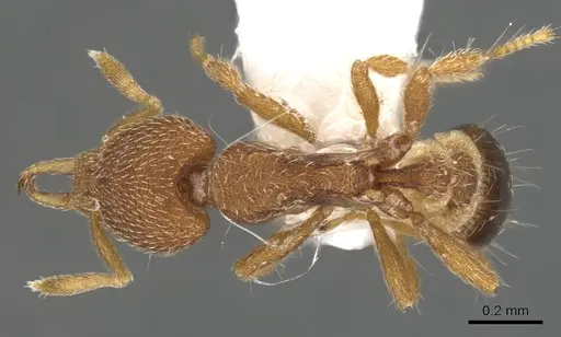 Strumigenys minax specimen