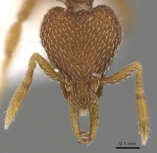 Strumigenys minax specimen