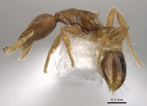 Strumigenys minax specimen