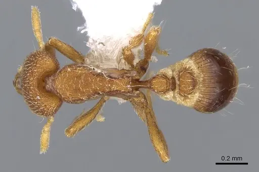 Strumigenys minax - CASENT0914847