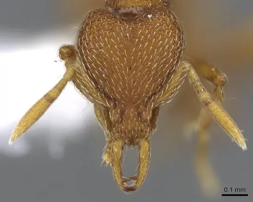 Strumigenys minax - CASENT0914847