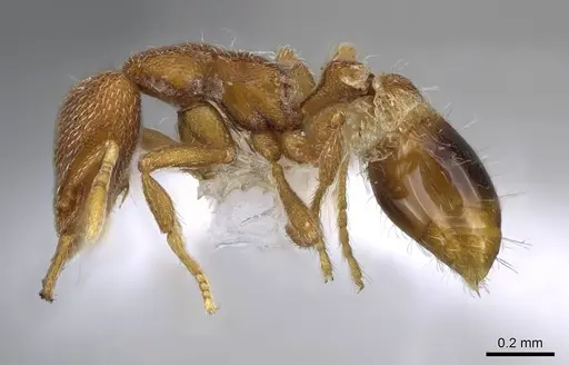 Strumigenys minax - CASENT0914847