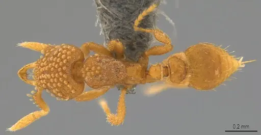 Strumigenys minima specimen