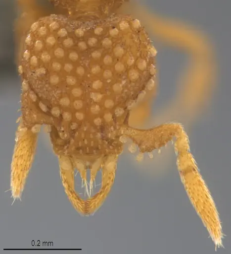 Strumigenys minima specimen