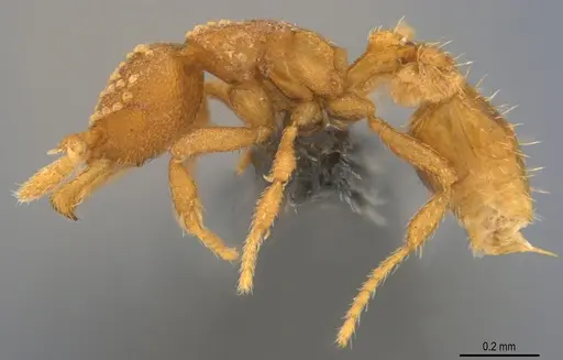 Strumigenys minima specimen