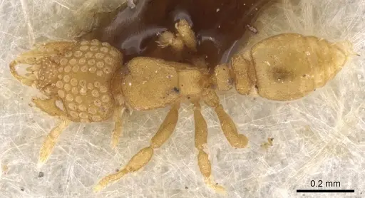 Strumigenys minima - CASENT0900042